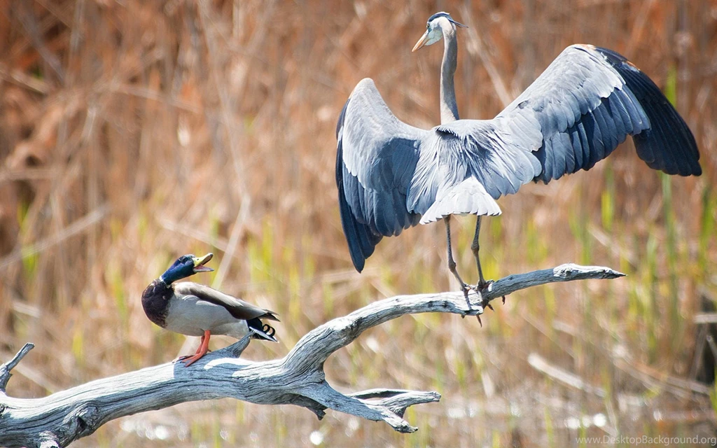 Beautiful Heron Wallpapers   HD Wallpapers