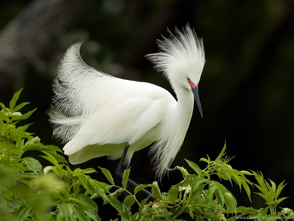 Desktop Wallpapers · Gallery · Animals · Snowy Egret Heron