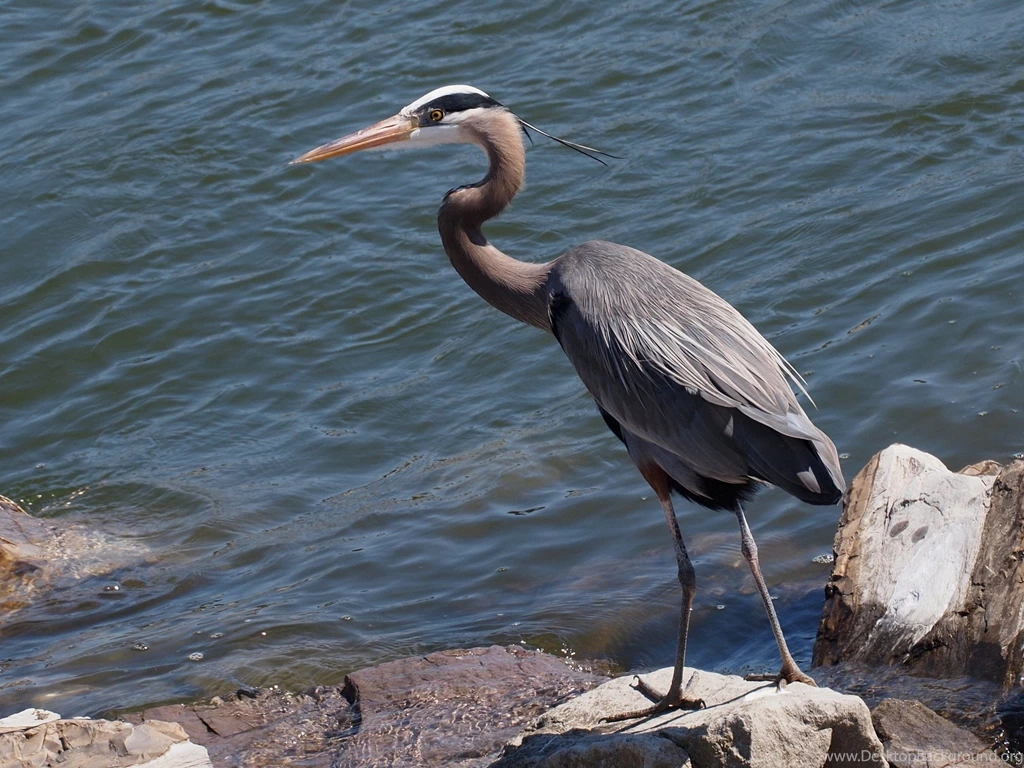 Great Blue Heron Heron Water Stones Bird Wallpapers