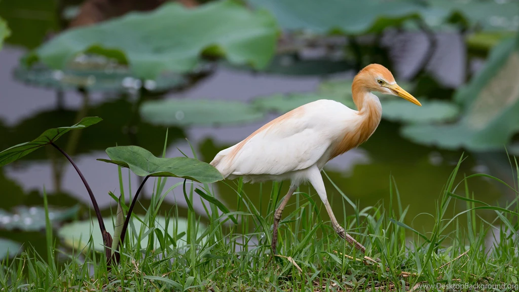 Heron Bird Grass Leaves Wallpapers