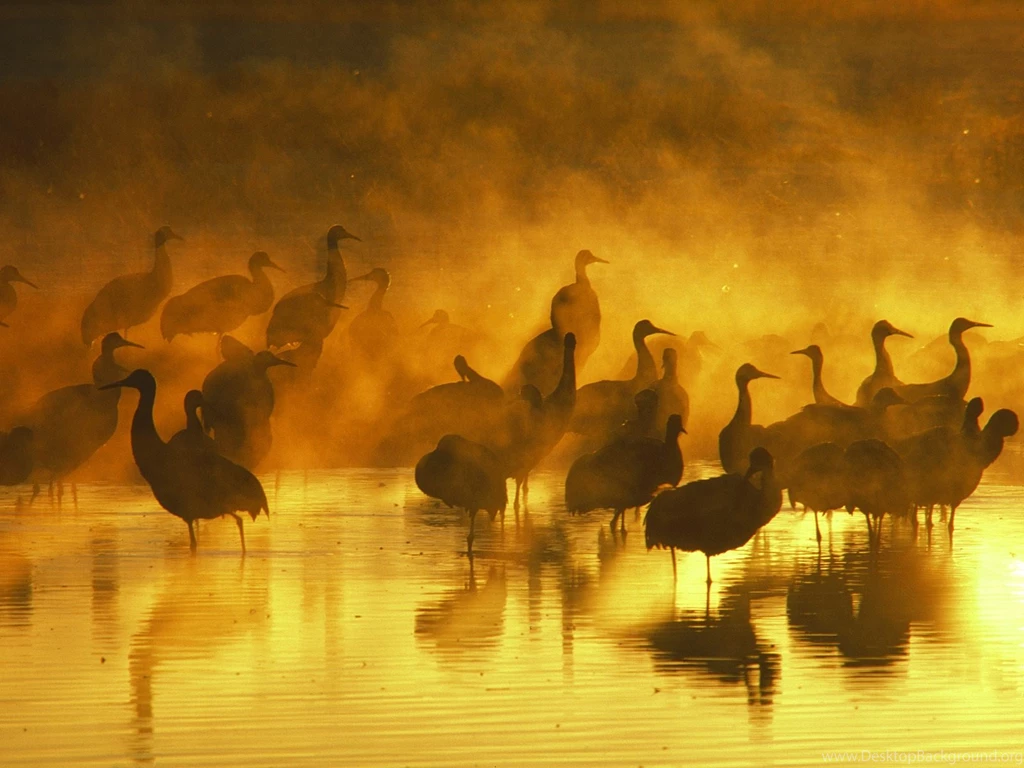 Heron Birds In Sunset < Animals < Life < Desktop Wallpapers