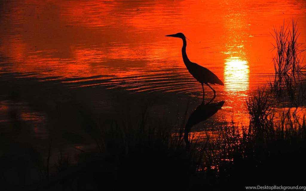 Beautiful Heron In Orange Sunset >> HD Wallpaper, Get It Now!