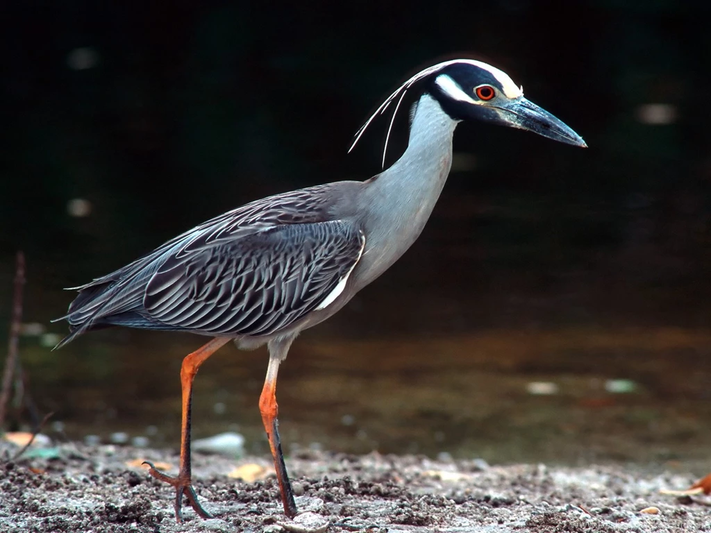 Free HQ Yellow Crowned Night Heron Wallpapers Free HQ Wallpapers