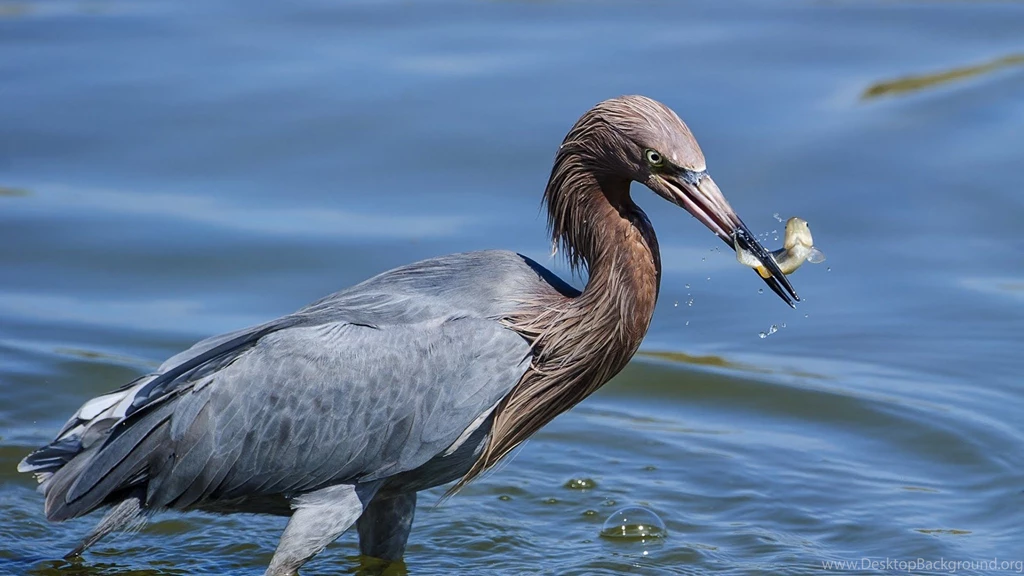 Animals: Heron Catching Fish Bird Free Wallpapers For High ...