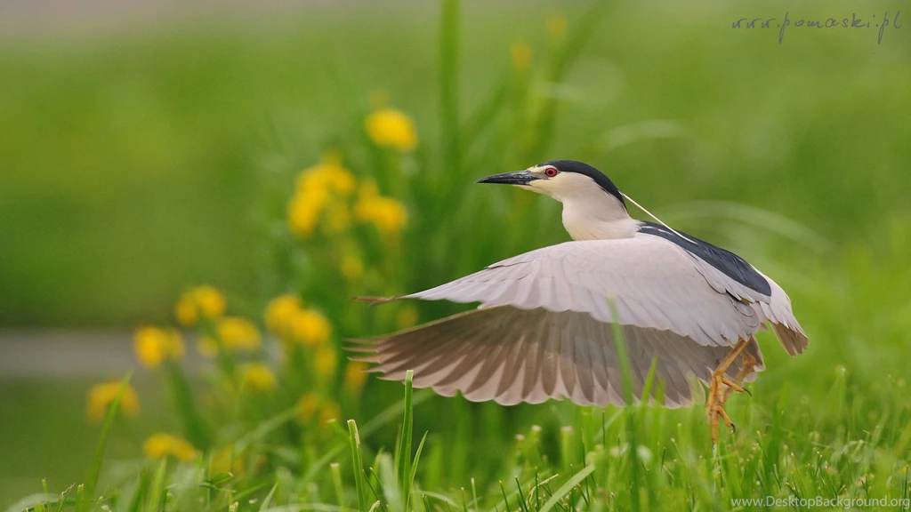 Wildlife Photography Mariusz Pomaski Poland