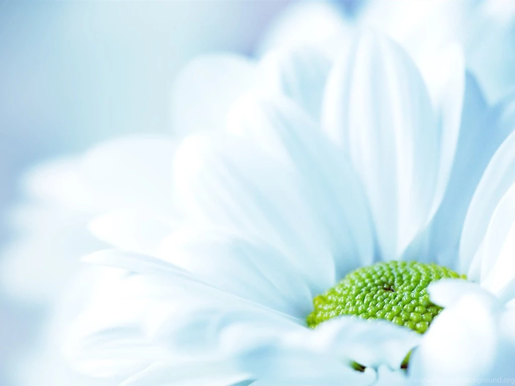 Pale Blue Daisy Wallpapers 1280x960 Wallpapers Download ...