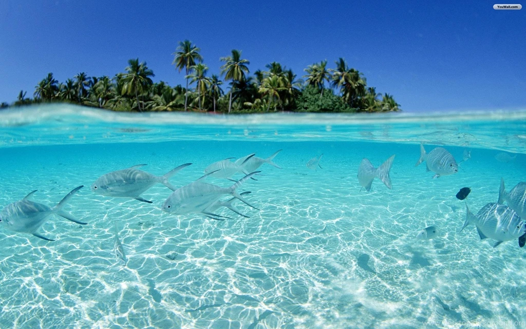 YouWall Fish Wallpapers Wallpaper,wallpapers,free Wallpapers ...