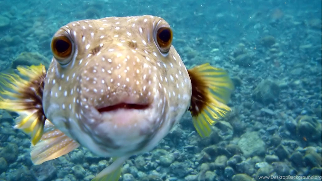 Fish