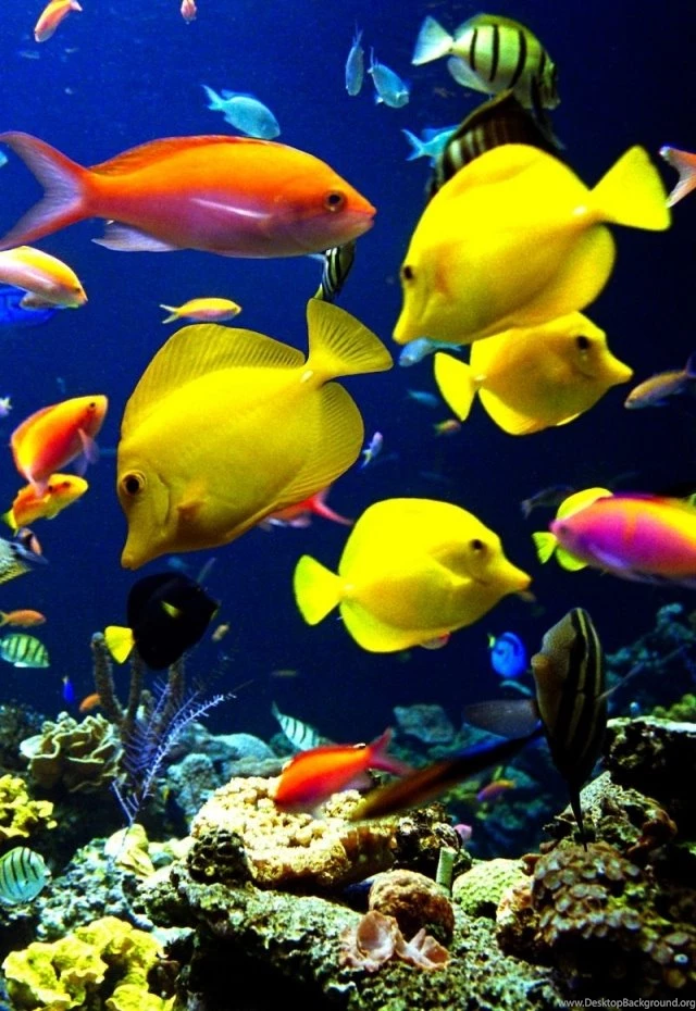 Tropical Fish iPhone Wallpapers