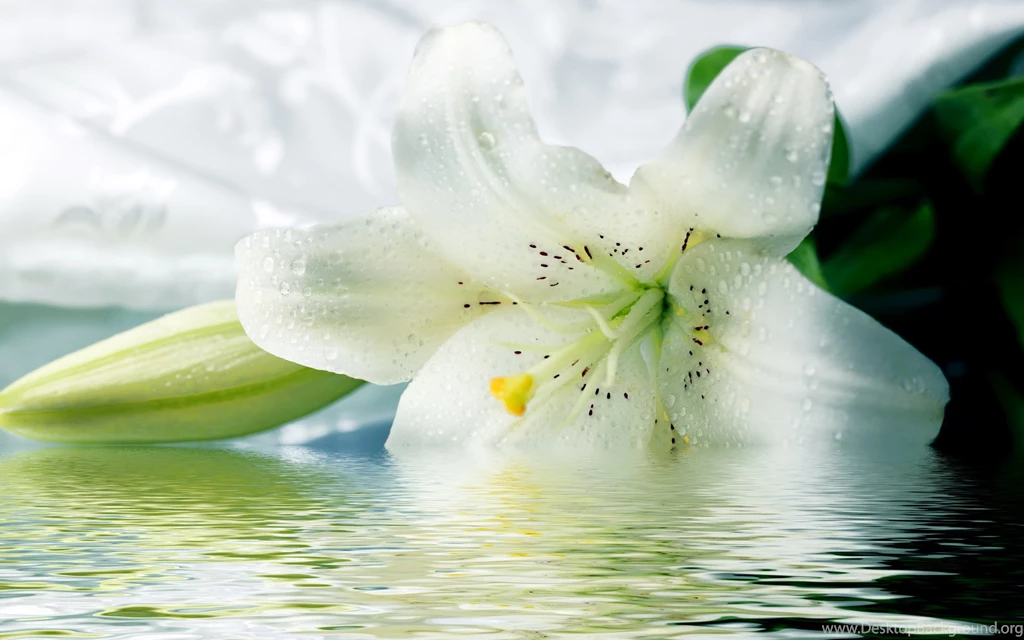 Lily Wallpapers