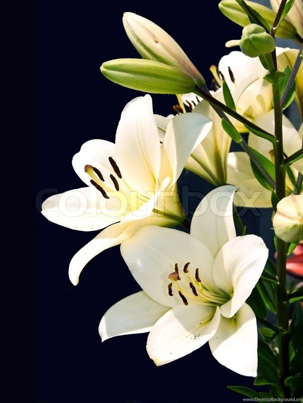 White Lily On Black Background. Stock Photo