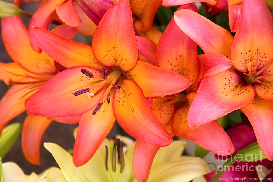 Lilies Backgrounds Photograph By Jane Rix