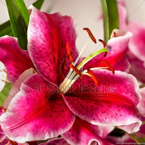 Pink Lilies On A Colored Backgrounds · GL Stock Images