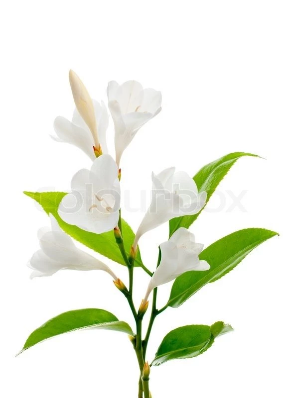 A Fragment Of White Lilies ' Bunch On A White Backgrounds