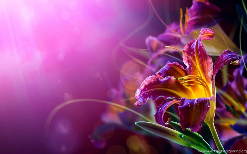 Flowers, Lilies, Bokeh, Purple Backgrounds Wallpapers HD / Desktop ...