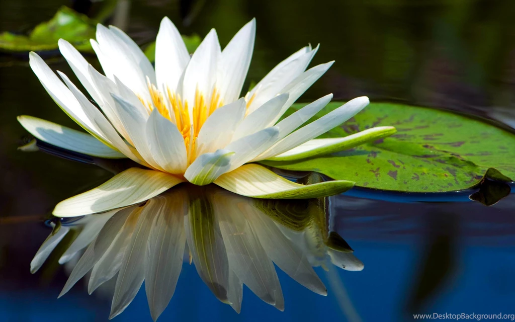 56 Water Lily HD Wallpapers