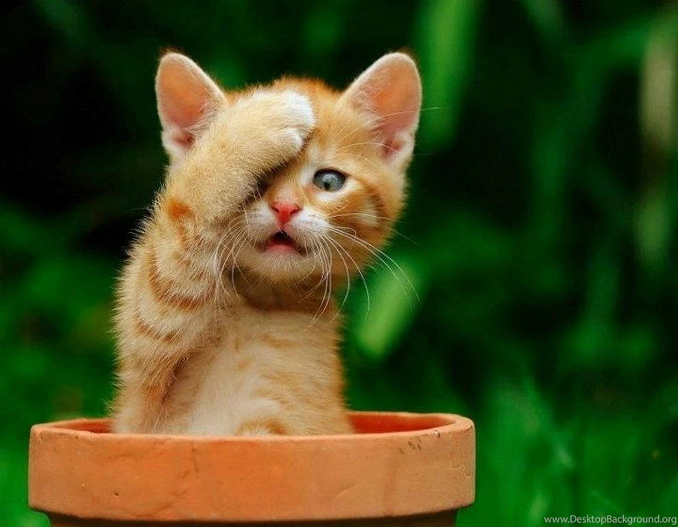 Cute Cat Wallpapers Collection (36+)