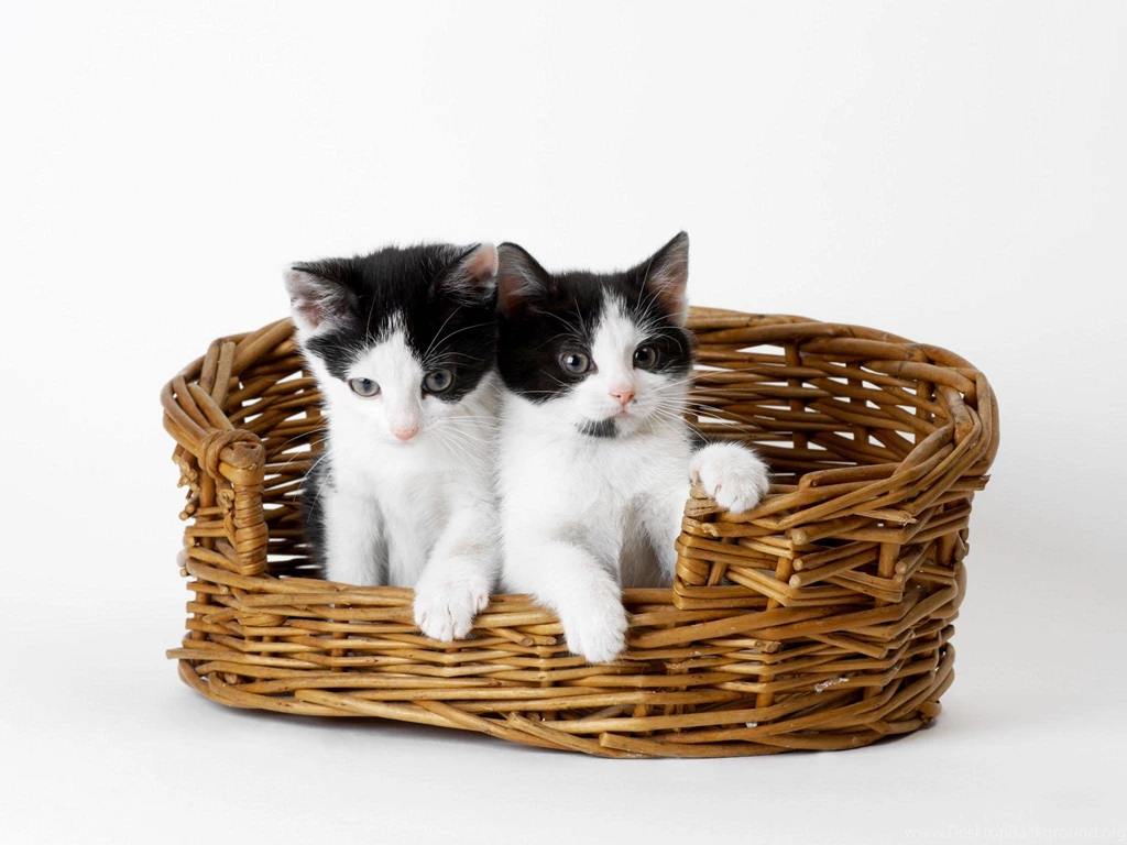 2 Very Cute Kitties In A Basket >> HD Wallpaper, Get It Now!