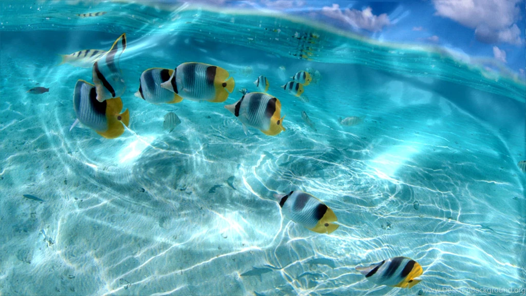 Live Wallpapers Add Fun And Relaxation To Your Work Lives