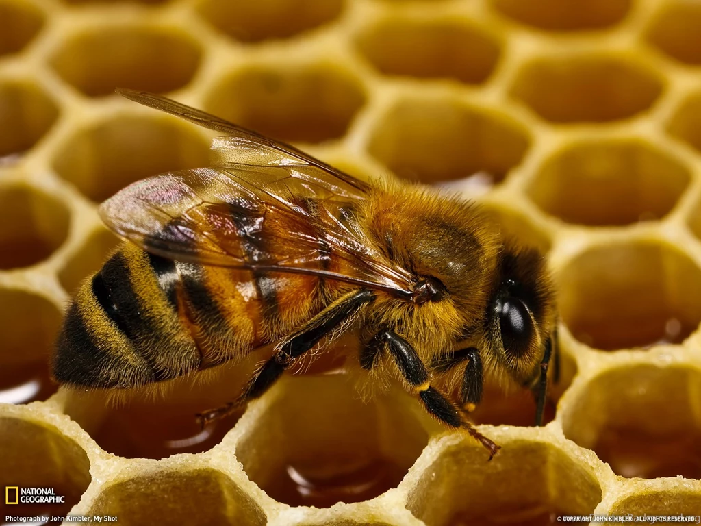 Honeybee