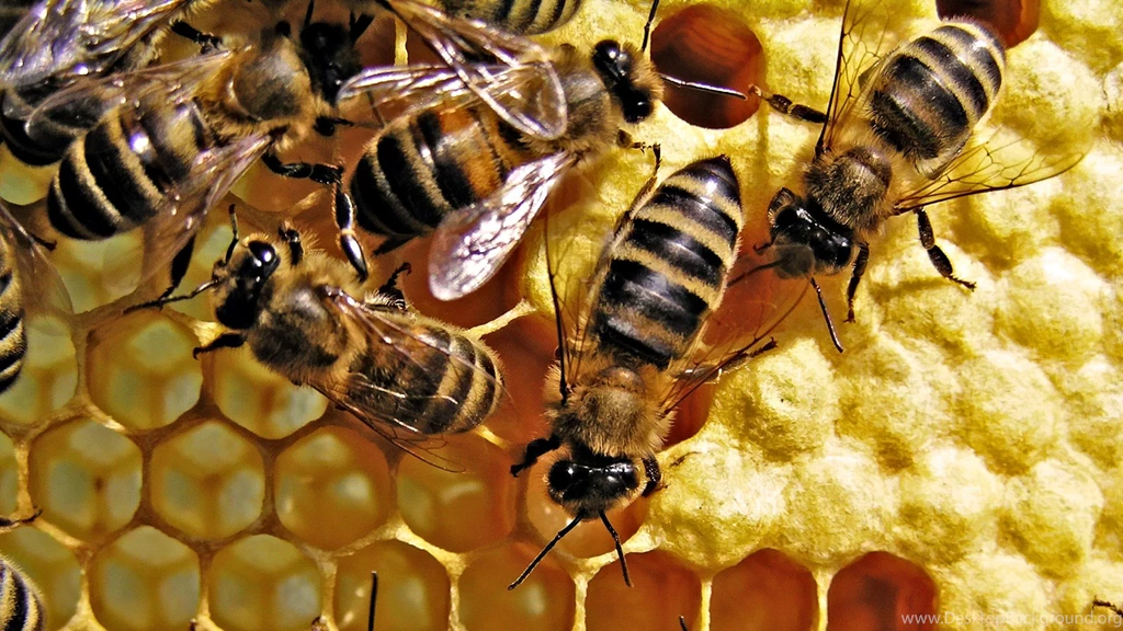 Bee Wallpapers