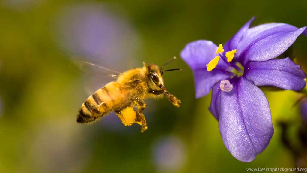Honey Bees On Purple Flower Wallpaper.jpg