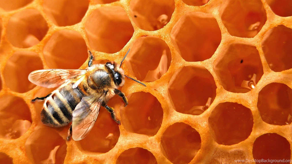 HD Wallpaper 1080p Honey Bee 8.jpg