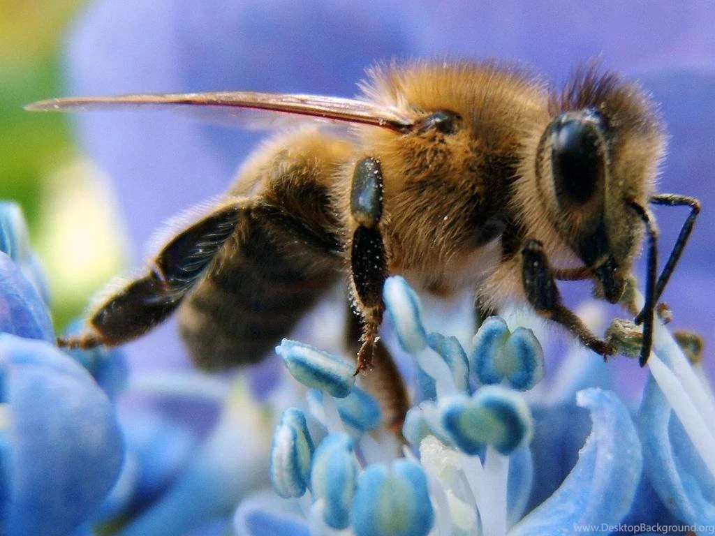 Wallpapers Honeybee Honey Bee Free Screensavers 1024x768