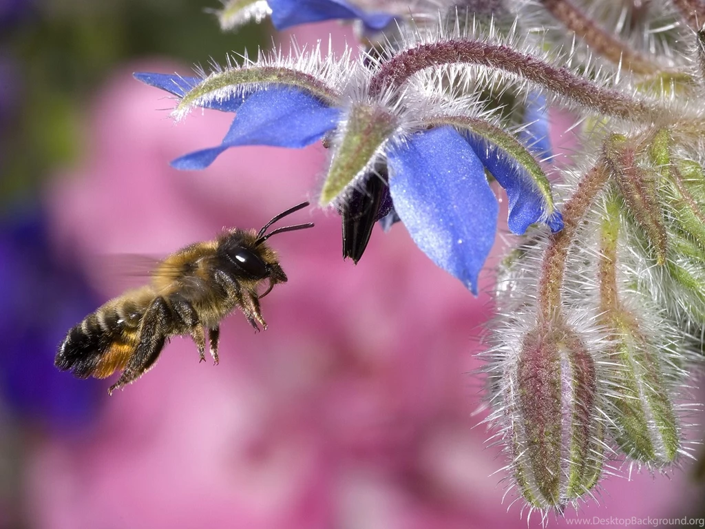 Honey Bee HD Wallpapers HD Wallpaper Backgrounds Of Your Choice