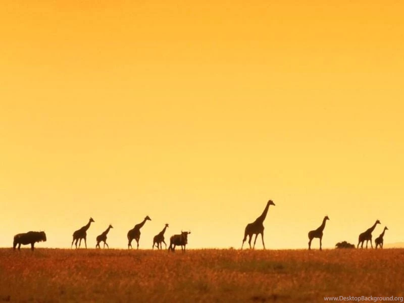 HD Africa Wallpapers Wallpapermonkey.com