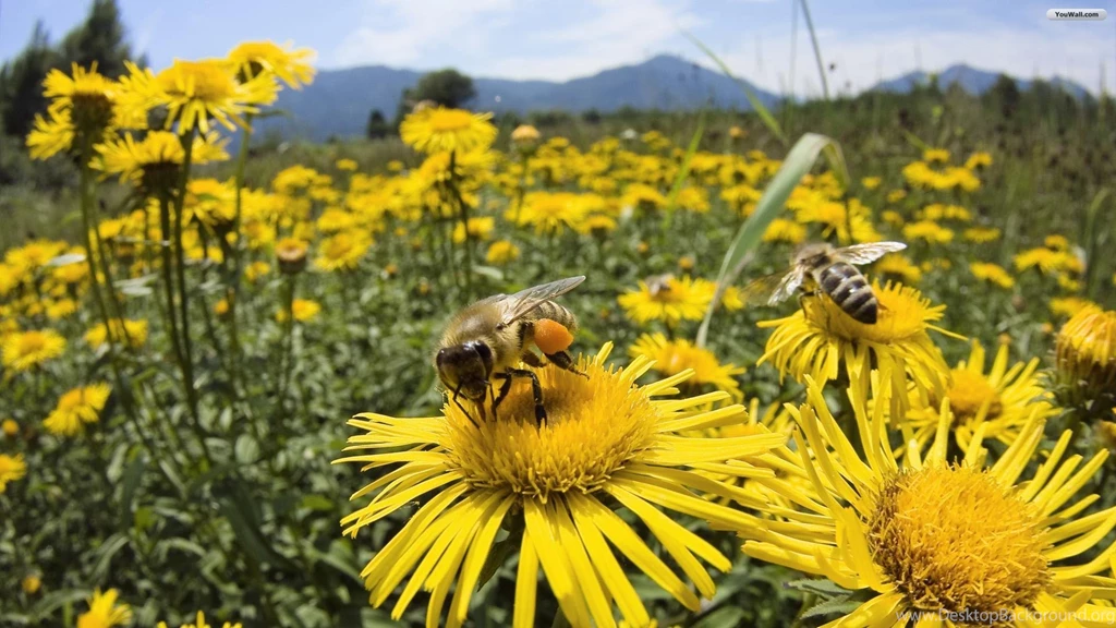 Bee On The Flower HD Wallpapers HD Images New
