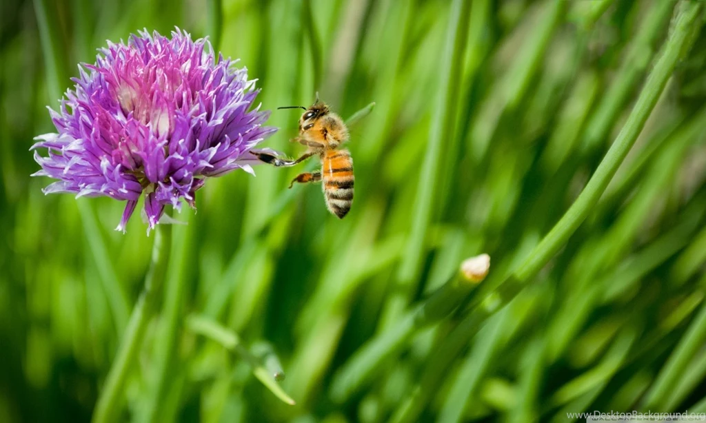 Little Honey Bee HD Desktop Wallpapers : High Definition ...