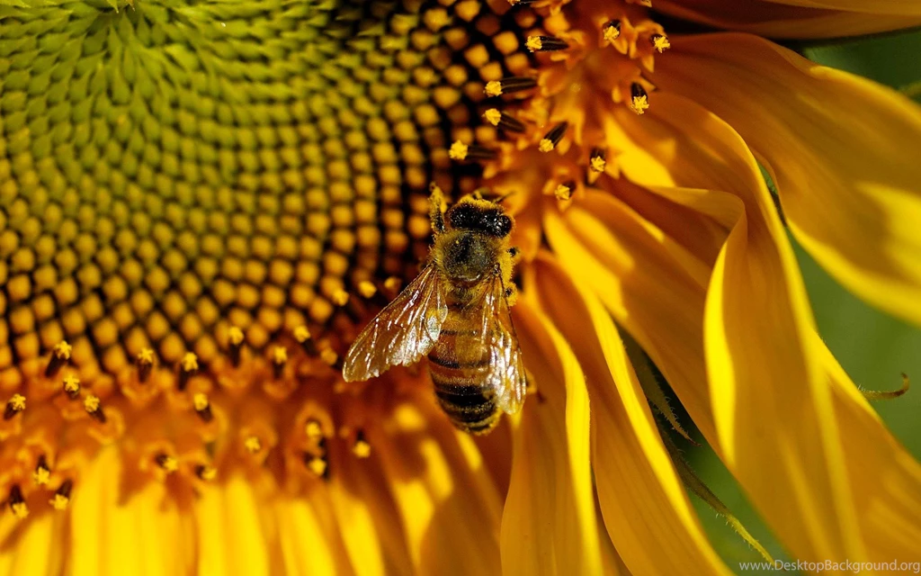 Honey Bees Wallpapers