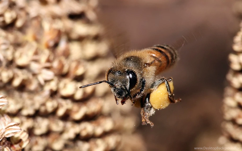 Honey Bee   Splendid Wallpapers HD