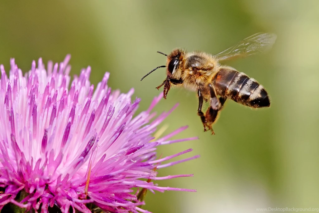 Honey Bee 12 Wallpapers Collection