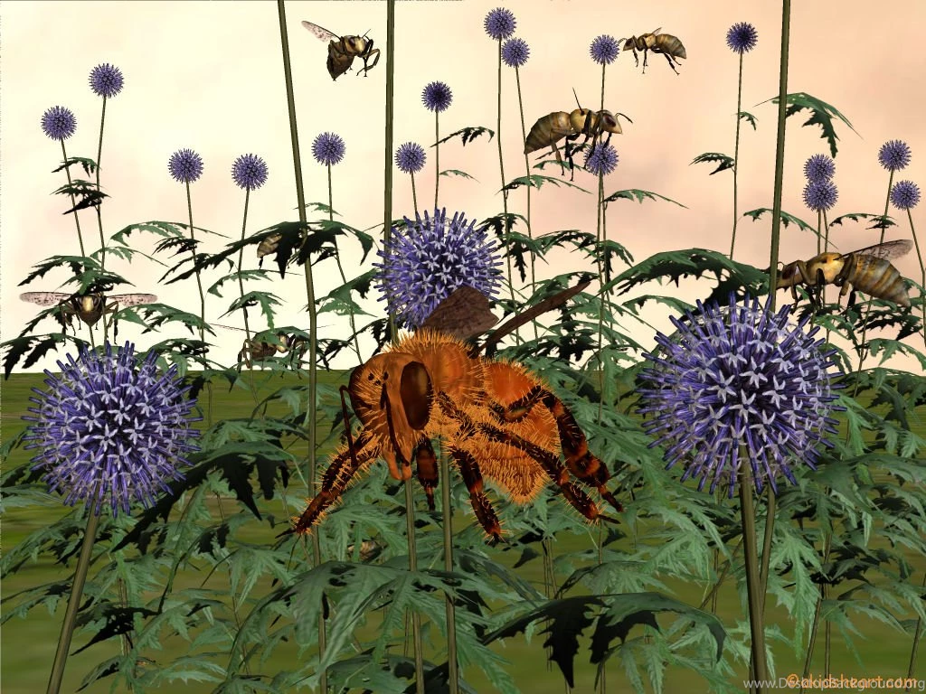 Honey Bee Wallpapers