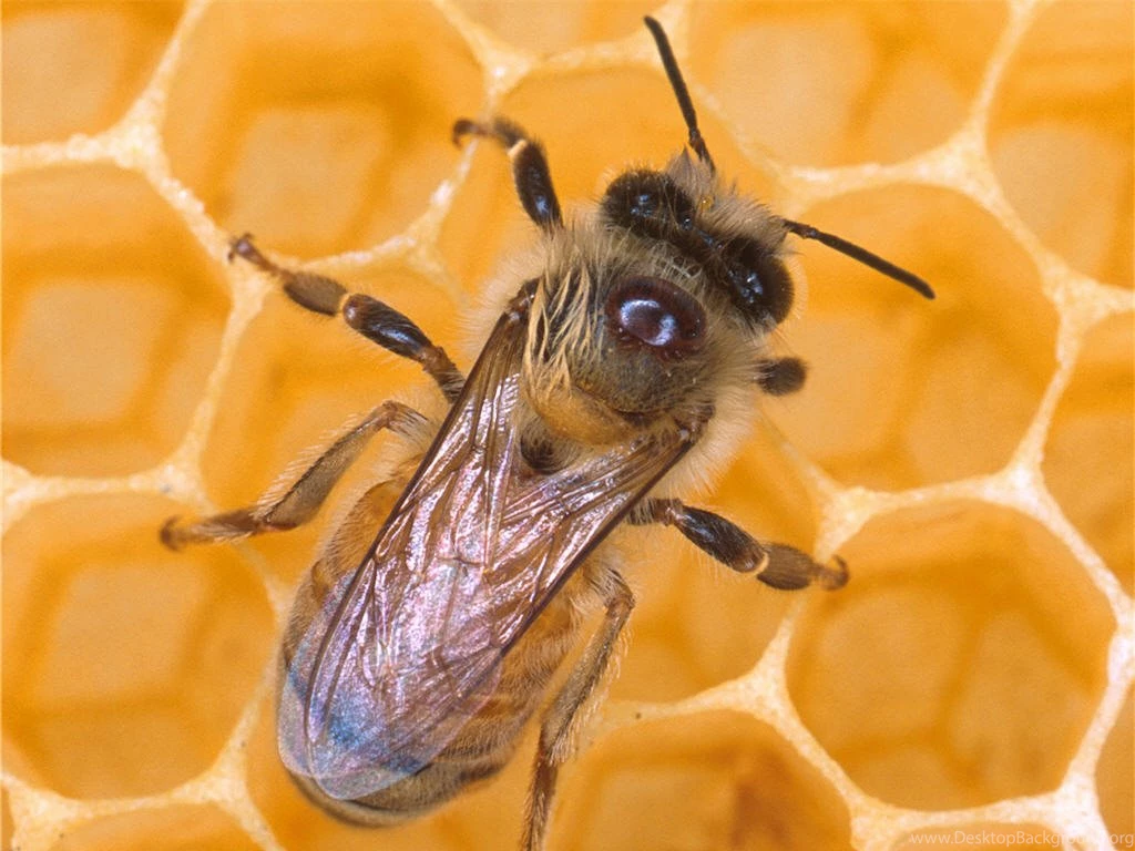Honey Bee, Honey Bee Wallpaper, Honey Bee Picture, Honey Bee Photo ...