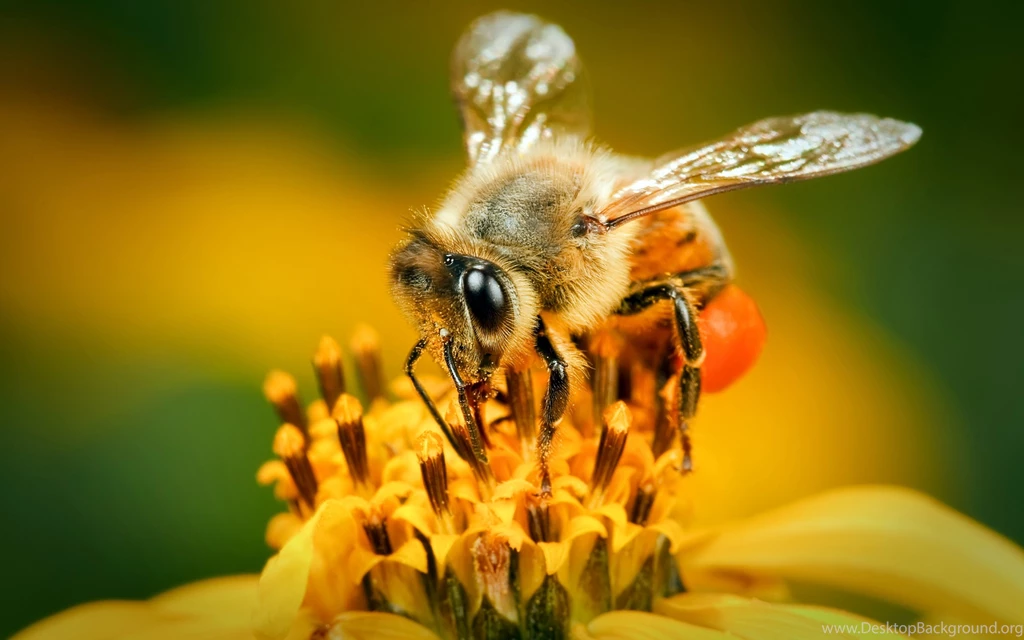 Honey Bee Wallpapers HD 3285 2560 X 1600 WallpaperLayer.com
