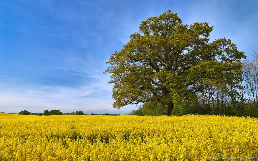 Swedish Fields Wallpaper.jpg