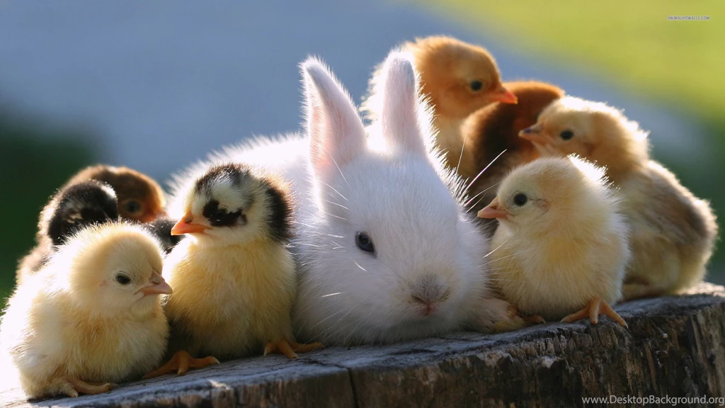 Rabbit Wallpapers