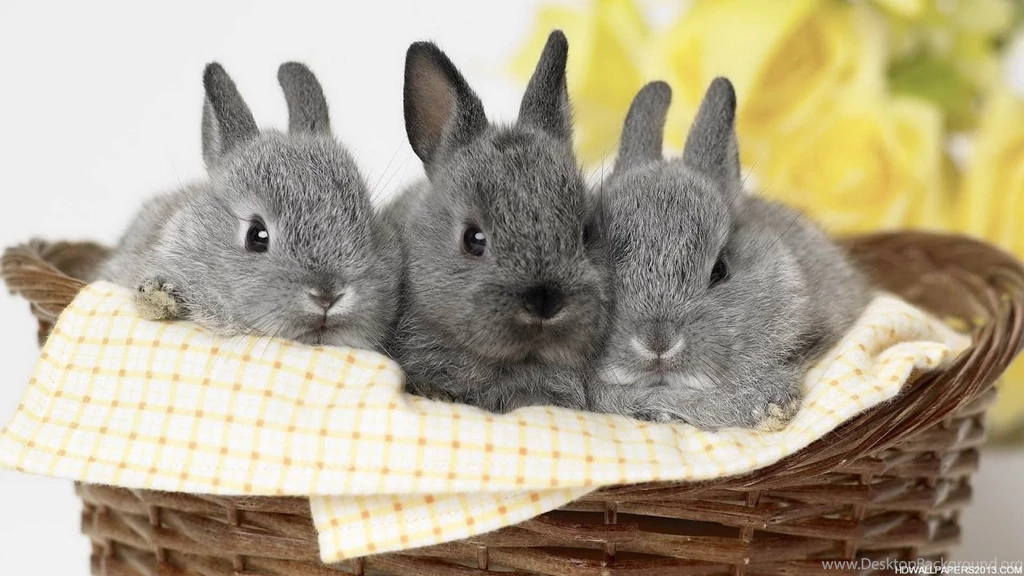 Rabbit Wallpapers For Desktop Wallpapers Cave
