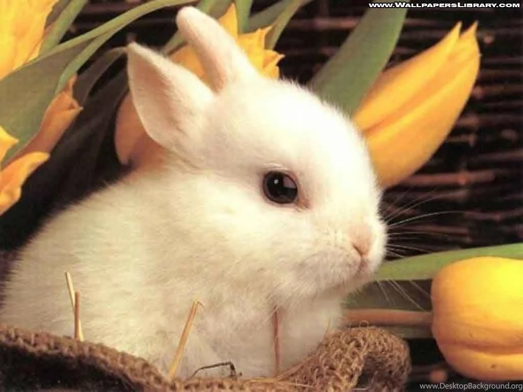 Rabbit Wallpapers For Desktop Wallpapers Cave