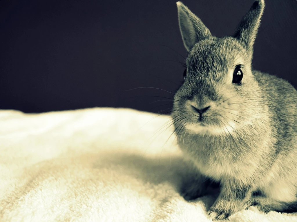 Rabbit Wallpapers High Quality