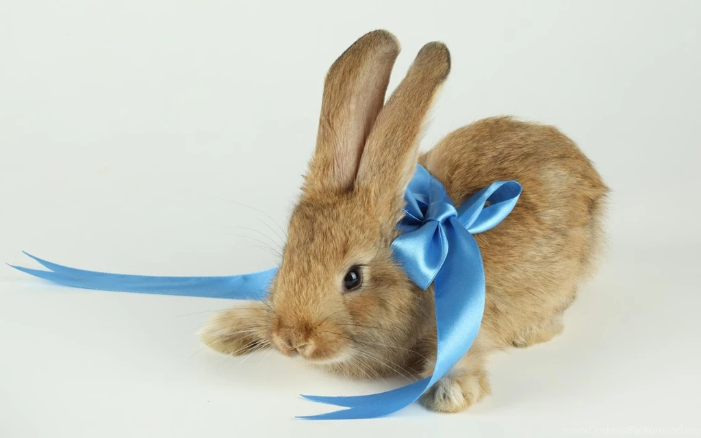Rabbit Desktop Wallpapers