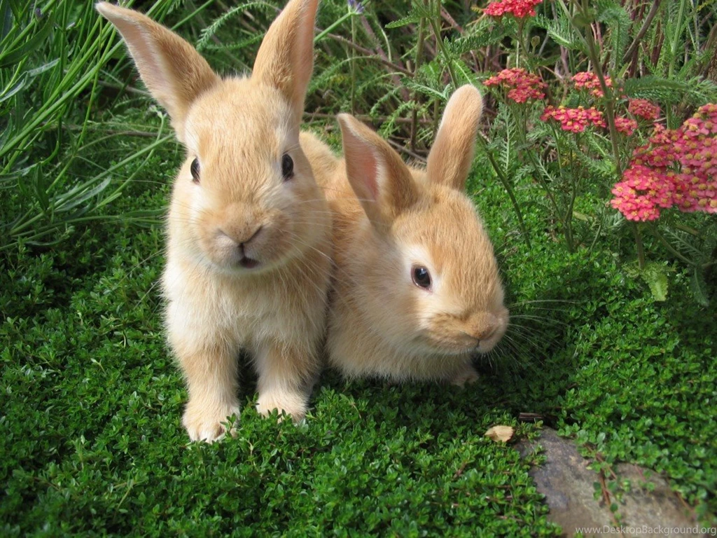 Cute Rabbit HD Beautiful Wallpapers Picture Free For Desktop