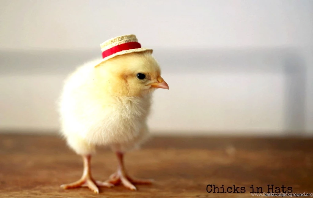 Chicken Desktop Wallpapers