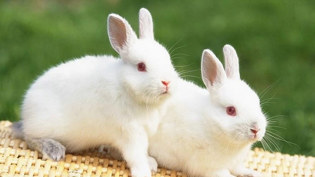 HD Cute White Rabbit Wallpapers 1080p Full Size HiReWallpapers 6795