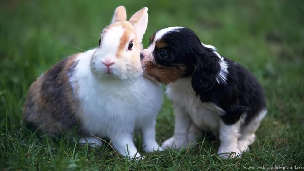 Desktop Wallpapers · Gallery · HD Notebook · Puppy And Rabbit Hd ...