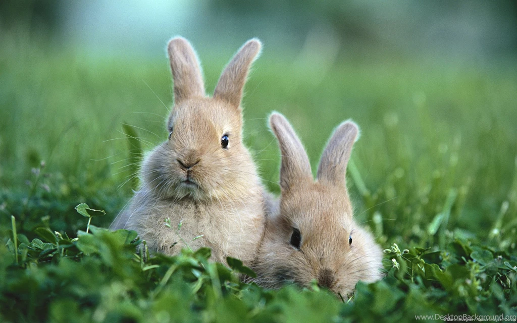 White Rabbit Wallpaper.