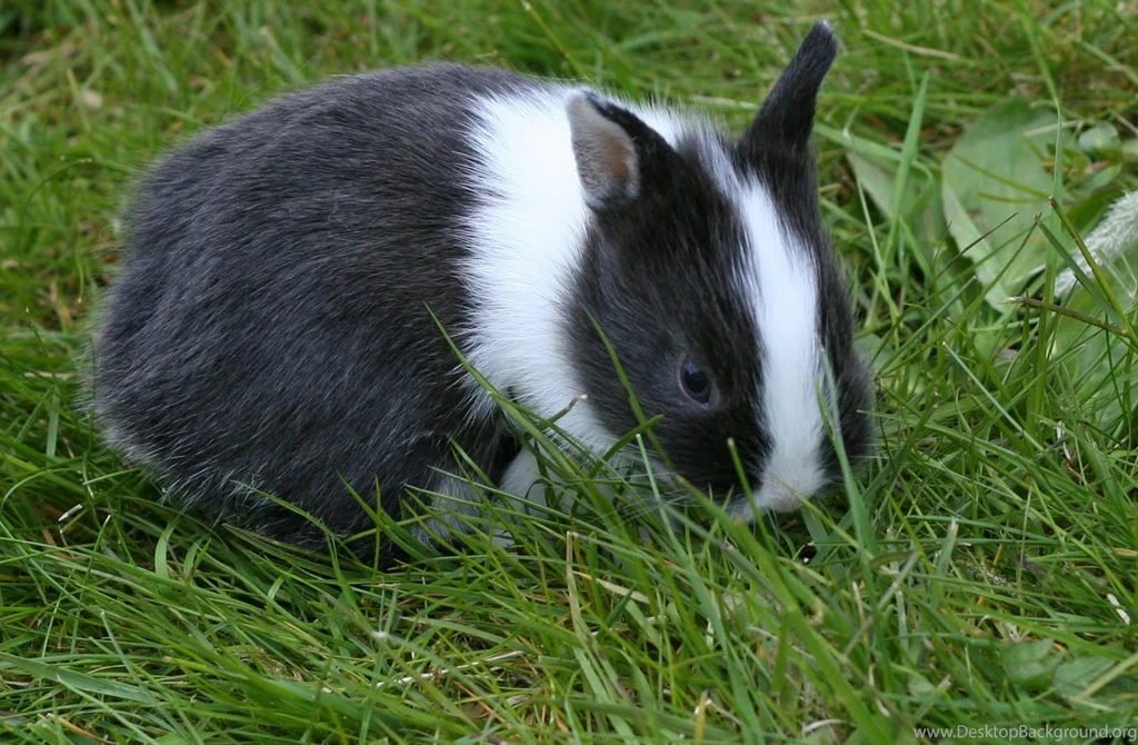 Wallpapers Bunny Rabbit